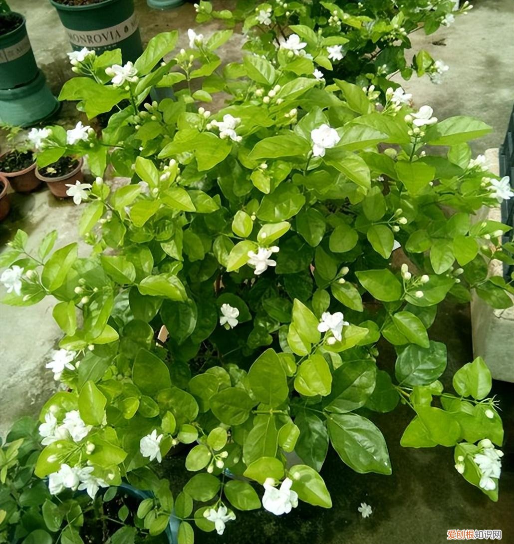 室内种植四季常开的花，家中种花一定要知道，6种四季开花植物，要长期开也需要“技巧”