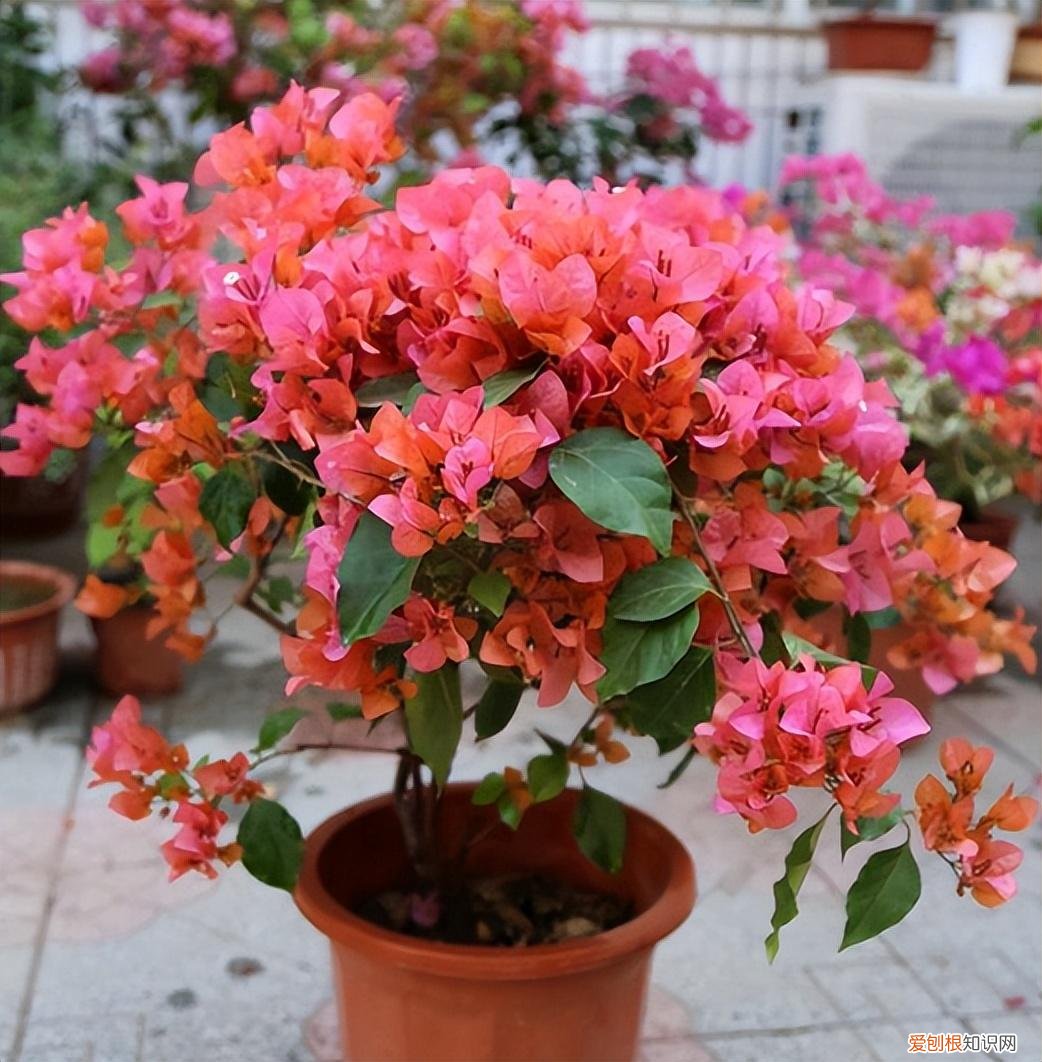 室内种植四季常开的花，家中种花一定要知道，6种四季开花植物，要长期开也需要“技巧”