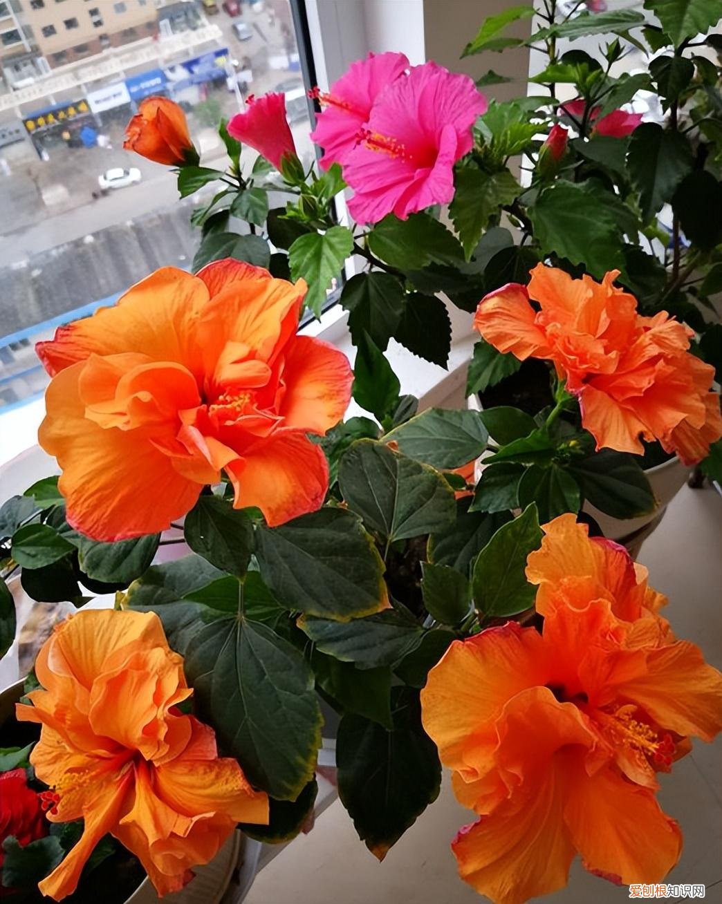 室内种植四季常开的花，家中种花一定要知道，6种四季开花植物，要长期开也需要“技巧”