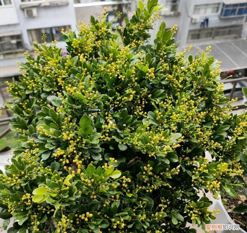 室内种植四季常开的花，家中种花一定要知道，6种四季开花植物，要长期开也需要“技巧”