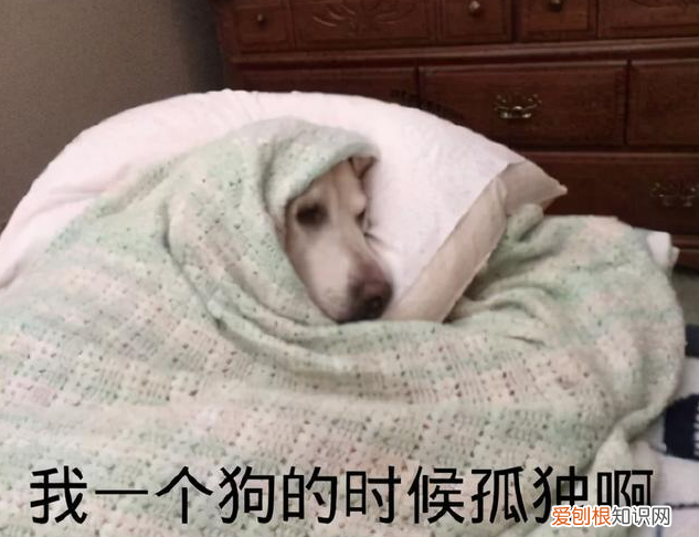 养狗狗的知识，养狗要知道的小知识，要记好啦
