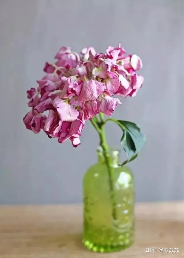 常用花材养护技巧,常用花材养护技巧