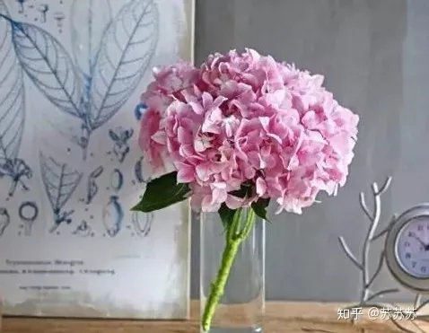 常用花材养护技巧,常用花材养护技巧