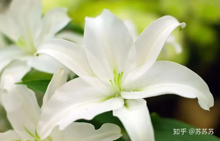 常用花材养护技巧,常用花材养护技巧