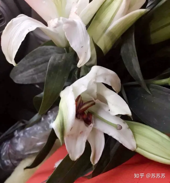 常用花材养护技巧,常用花材养护技巧