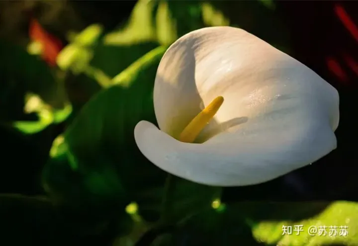 常用花材养护技巧,常用花材养护技巧