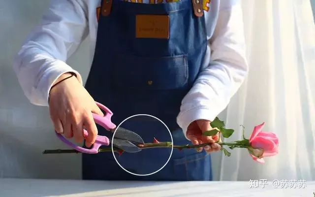 常用花材养护技巧,常用花材养护技巧