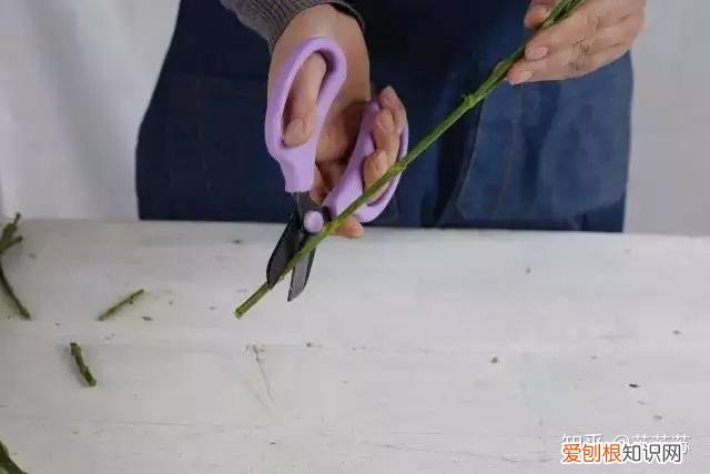 常用花材养护技巧,常用花材养护技巧