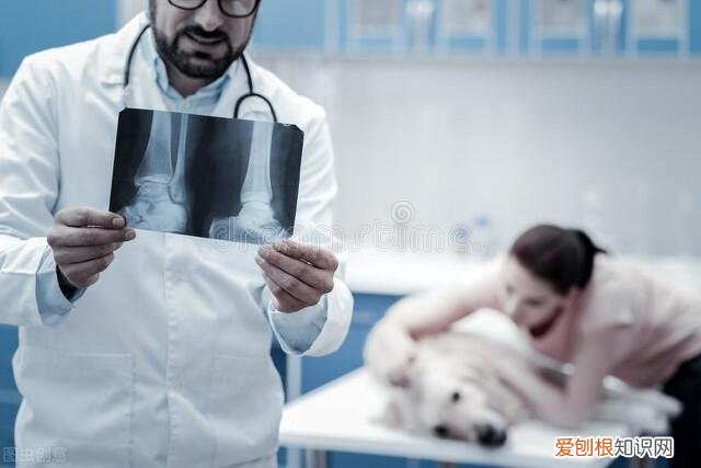 小萌宝宠爱指南宝书网，宠物急救小知识，当你的萌宠出现这些状况时，你该怎么做？