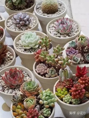 花艺师基本功，花艺艺术｜干货：花艺大师鲜花保养秘诀，爱花的你快来收藏吧！