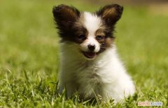 蝴蝶犬几个月开始换毛 蝴蝶犬幼犬几个月褪毛