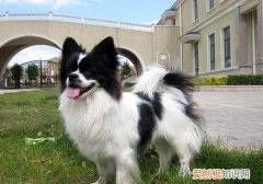 蝴蝶犬幼犬几个月耳朵直起来 蝴蝶犬幼犬几个月立耳