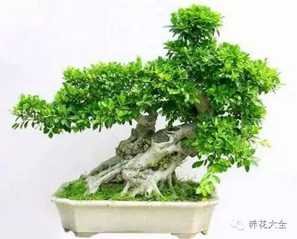 史上最全的养花妙招，养花秘籍