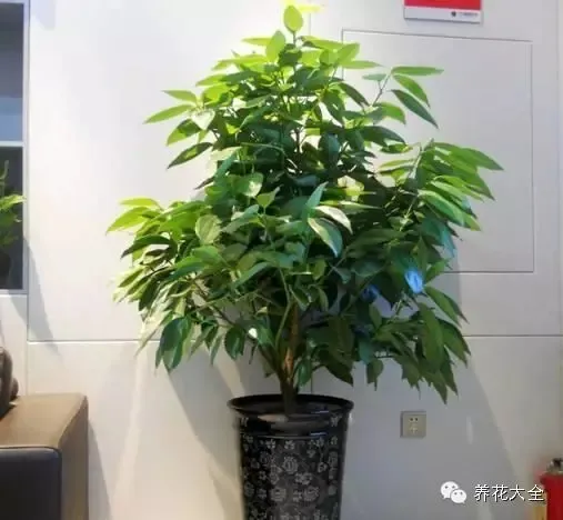 史上最全的养花妙招，养花秘籍