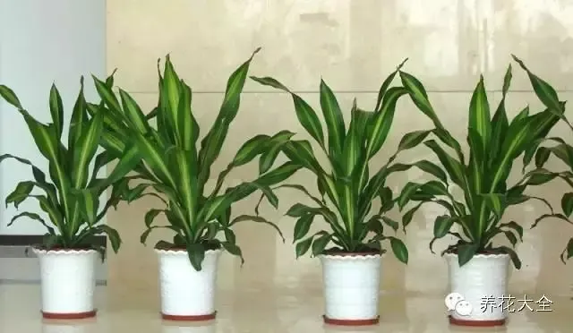 史上最全的养花妙招，养花秘籍