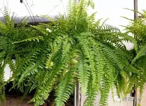 史上最全的养花妙招，养花秘籍