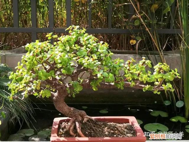 二十种适合阳台养花，“100种花”适合养在阳台上，一个比一个好看，还很好养护