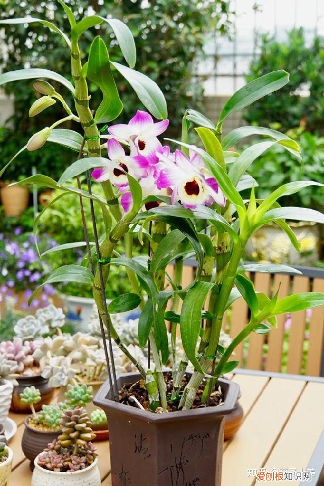 二十种适合阳台养花，“100种花”适合养在阳台上，一个比一个好看，还很好养护