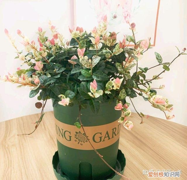 二十种适合阳台养花，“100种花”适合养在阳台上，一个比一个好看，还很好养护