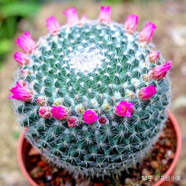 二十种适合阳台养花，“100种花”适合养在阳台上，一个比一个好看，还很好养护