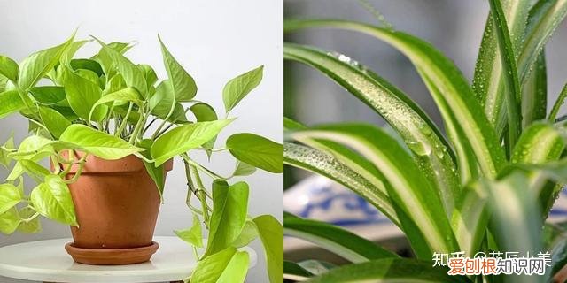 二十种适合阳台养花，“100种花”适合养在阳台上，一个比一个好看，还很好养护