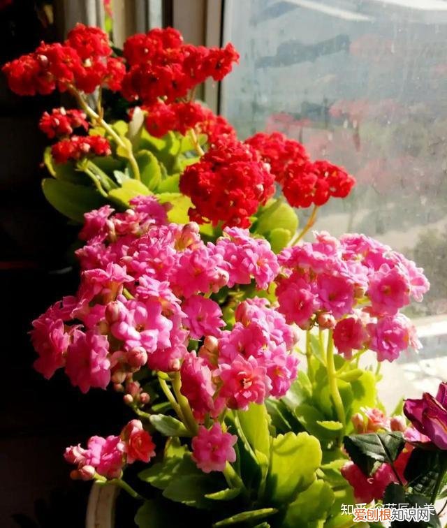 二十种适合阳台养花，“100种花”适合养在阳台上，一个比一个好看，还很好养护