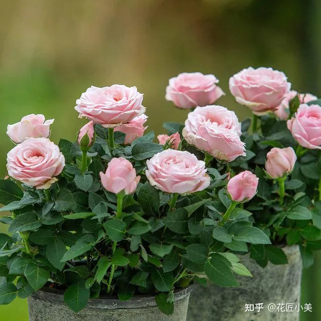 二十种适合阳台养花，“100种花”适合养在阳台上，一个比一个好看，还很好养护