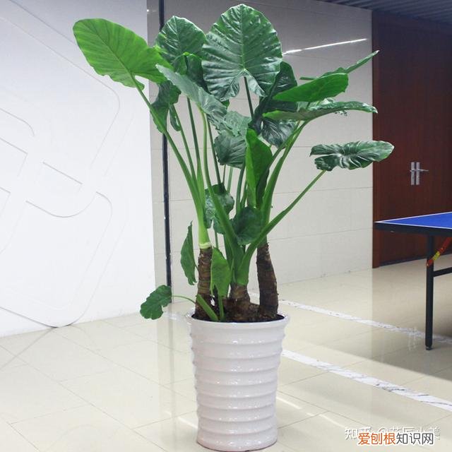 二十种适合阳台养花，“100种花”适合养在阳台上，一个比一个好看，还很好养护