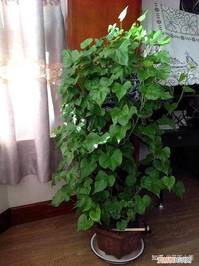 二十种适合阳台养花，“100种花”适合养在阳台上，一个比一个好看，还很好养护