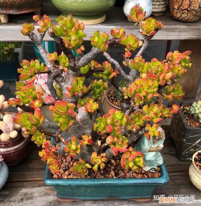 二十种适合阳台养花，“100种花”适合养在阳台上，一个比一个好看，还很好养护