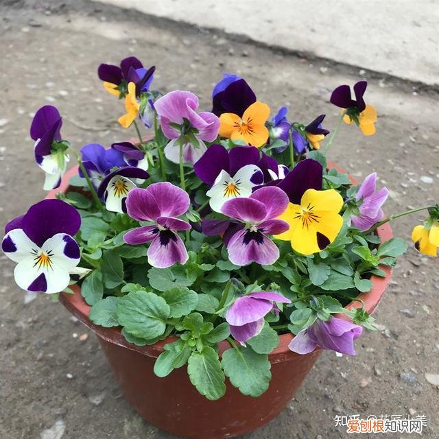 二十种适合阳台养花，“100种花”适合养在阳台上，一个比一个好看，还很好养护