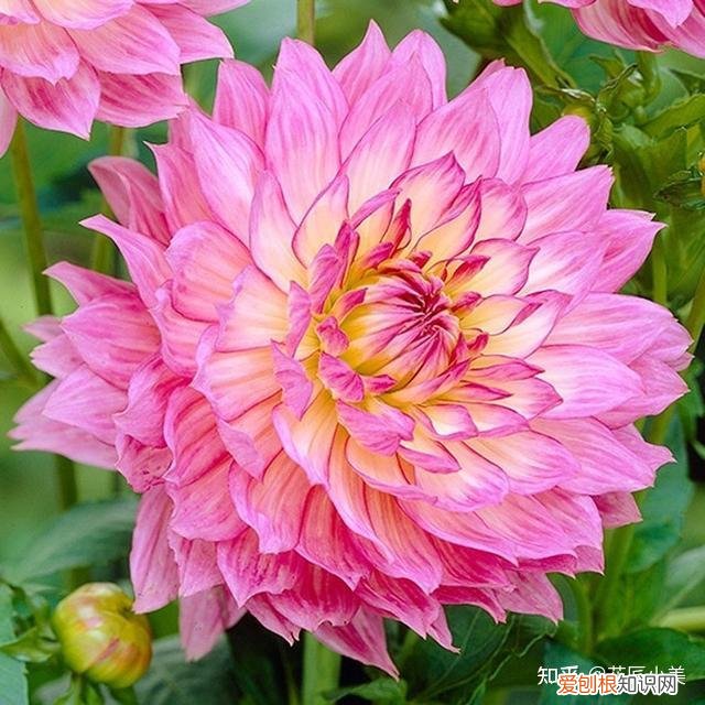 二十种适合阳台养花，“100种花”适合养在阳台上，一个比一个好看，还很好养护