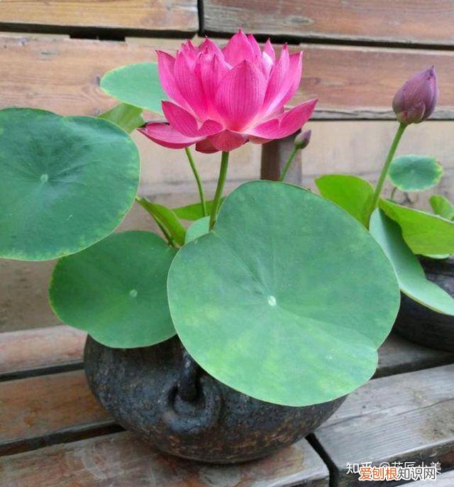 二十种适合阳台养花，“100种花”适合养在阳台上，一个比一个好看，还很好养护