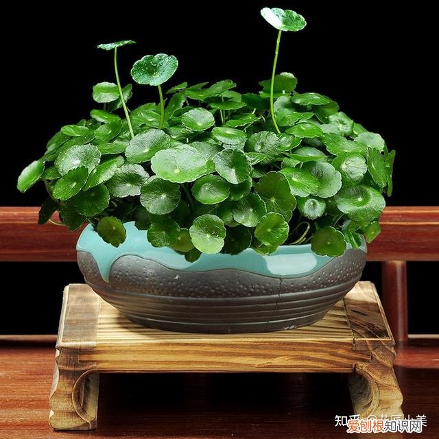 二十种适合阳台养花，“100种花”适合养在阳台上，一个比一个好看，还很好养护