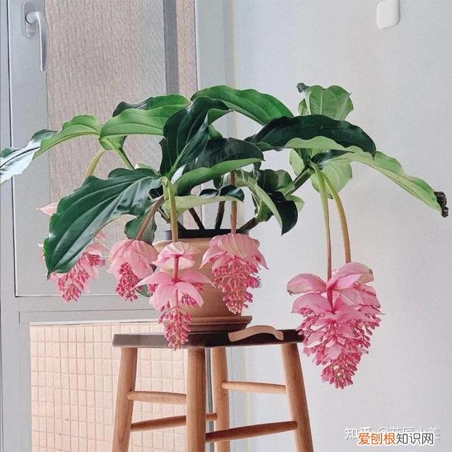二十种适合阳台养花，“100种花”适合养在阳台上，一个比一个好看，还很好养护