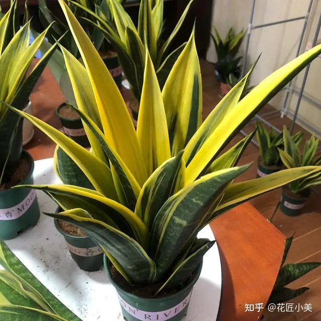 二十种适合阳台养花，“100种花”适合养在阳台上，一个比一个好看，还很好养护