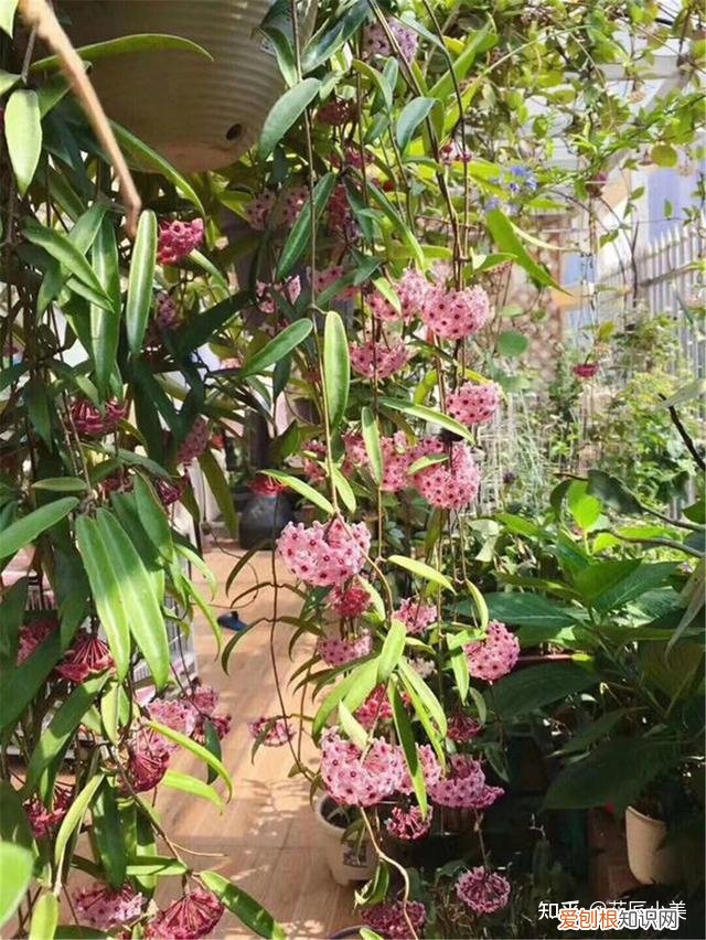 二十种适合阳台养花，“100种花”适合养在阳台上，一个比一个好看，还很好养护
