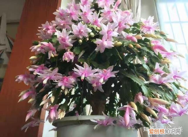 二十种适合阳台养花，“100种花”适合养在阳台上，一个比一个好看，还很好养护