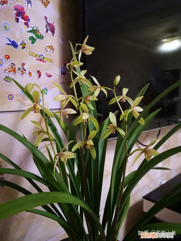 二十种适合阳台养花，“100种花”适合养在阳台上，一个比一个好看，还很好养护