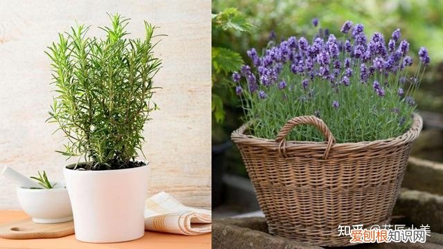 二十种适合阳台养花，“100种花”适合养在阳台上，一个比一个好看，还很好养护