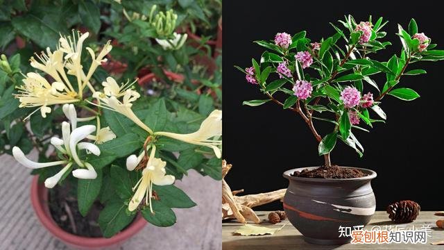二十种适合阳台养花，“100种花”适合养在阳台上，一个比一个好看，还很好养护
