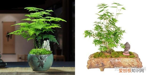 二十种适合阳台养花，“100种花”适合养在阳台上，一个比一个好看，还很好养护