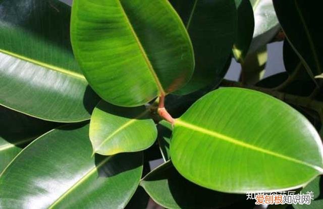 二十种适合阳台养花，“100种花”适合养在阳台上，一个比一个好看，还很好养护