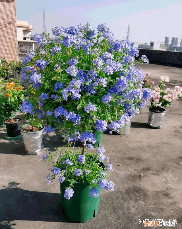 二十种适合阳台养花，“100种花”适合养在阳台上，一个比一个好看，还很好养护