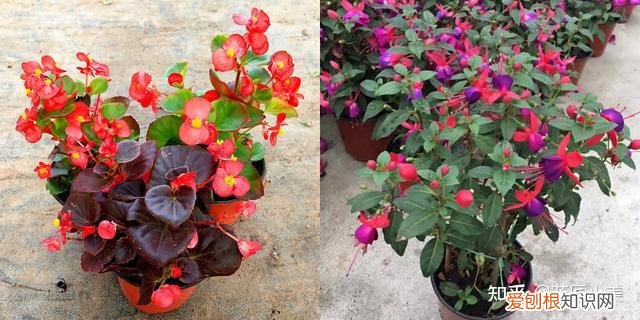 二十种适合阳台养花，“100种花”适合养在阳台上，一个比一个好看，还很好养护