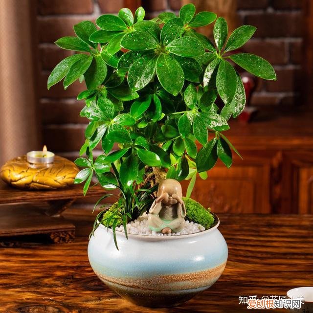 二十种适合阳台养花，“100种花”适合养在阳台上，一个比一个好看，还很好养护