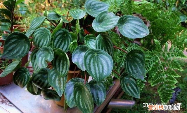 二十种适合阳台养花，“100种花”适合养在阳台上，一个比一个好看，还很好养护