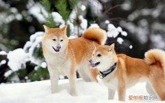 秋田犬喜欢主人的表现 秋田犬会接受新主人吗