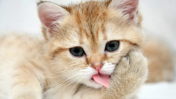 猫咪结石尿血能自愈吗，宠物小知识——猫咪尿结石
