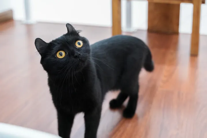 猫咪结石尿血能自愈吗，宠物小知识——猫咪尿结石